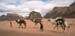camel-riding
