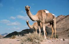 landsc0021.jpg (11452 Byte)